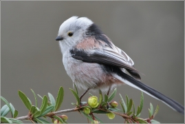 <p>MLYNAŘÍK DLOUHOOCASÝ (Aegithalos caudatus)</p>